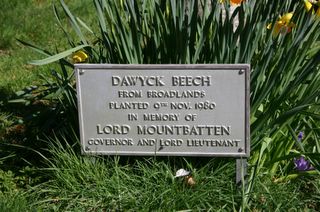 Freshwater Cemetery : Mountbatten memorial tree